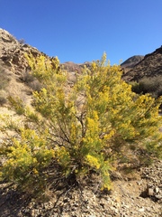 Ericameria paniculata