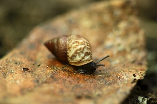 Bulimulus wolfi