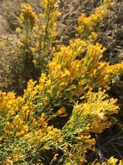 Ericameria paniculata