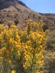 Ericameria paniculata