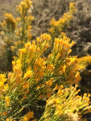 Ericameria paniculata