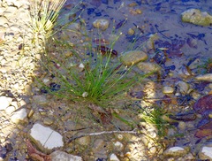 Eleocharis geniculata
