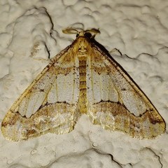 Erannis tiliaria