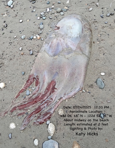 Seven-armed Octopus
