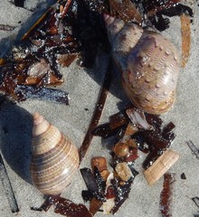 Phasianella australis
