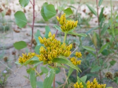 Flaveria campestris