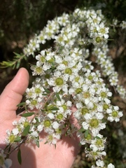 Leptospermum deanei