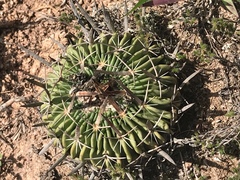 Echinofossulocactus pentacanthus
