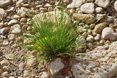 Eleocharis geniculata