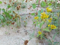Flaveria campestris