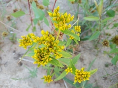 Flaveria campestris