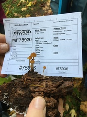 Pyrrhulomyces astragalinus