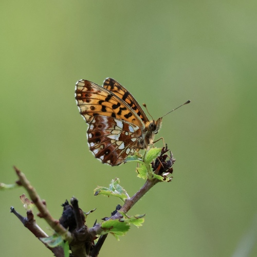 Weaver's Fritillary photo 4
