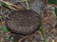 Strobilomyces confusus
