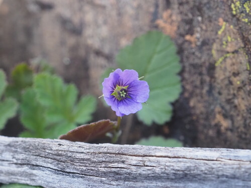 Australian stork's bill (Erodium cygnorum)