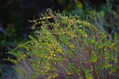 Phyllanthopsis phyllanthoides