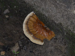 Inonotus quercustris