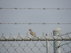 Myiarchus cinerascens