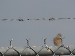 Myiarchus cinerascens