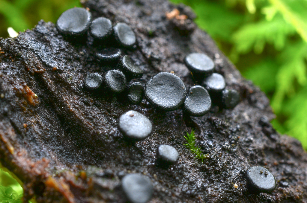 Pseudosclerococcum