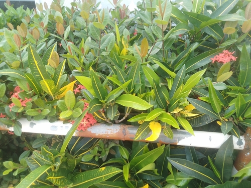 Variegated Croton
