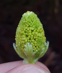 Bigleaf Maple (Acer macrophyllum)