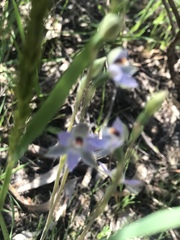 Thelymitra brevifolia
