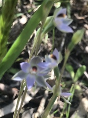 Thelymitra brevifolia