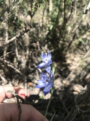 Thelymitra juncifolia