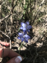 Thelymitra juncifolia