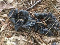 Craterellus cornucopioides
