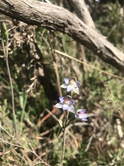 Thelymitra brevifolia