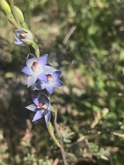 Thelymitra brevifolia