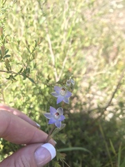Thelymitra brevifolia