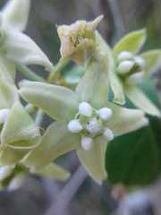 Funastrum pannosum