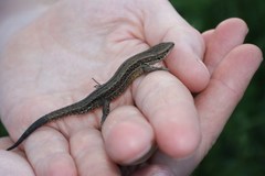 Zootoca vivipara