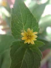 Melampodium microcephalum