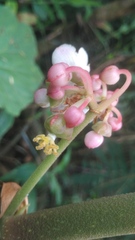 Begonia multangula