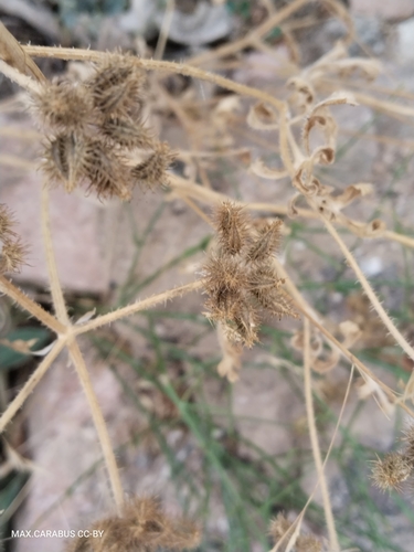 Turgenia latifolia, photograph 5
