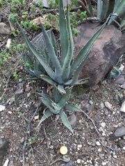 Agave xylonacantha
