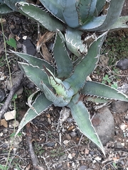 Agave xylonacantha