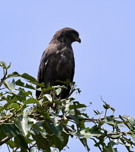 Western Banded Snake-Eagle