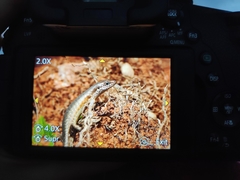 Trachylepis maculilabris