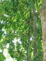Otus megalotis