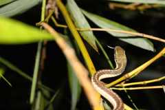 Dendrelaphis