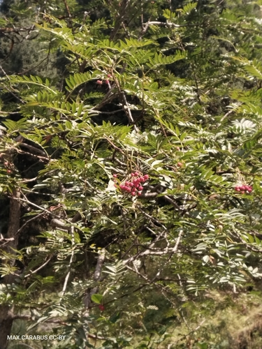 Tian Shan mountain ash (Sorbus tianschanica)