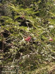 Sorbus tianschanica, photograph (c) Maxim Shashkov, some rights reserved (CC BY)