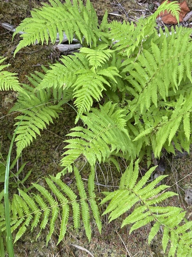 Massachusetts fern (Coryphopteris simulata)