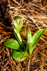 Pterostylis venosa