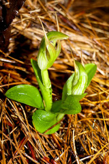 Pterostylis venosa